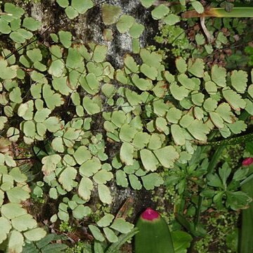 Adiantum bellum unspecified picture