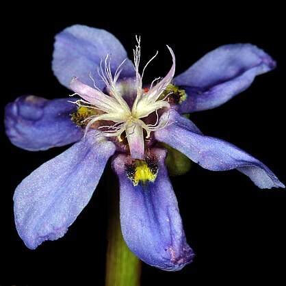 Moraea lugubris unspecified picture