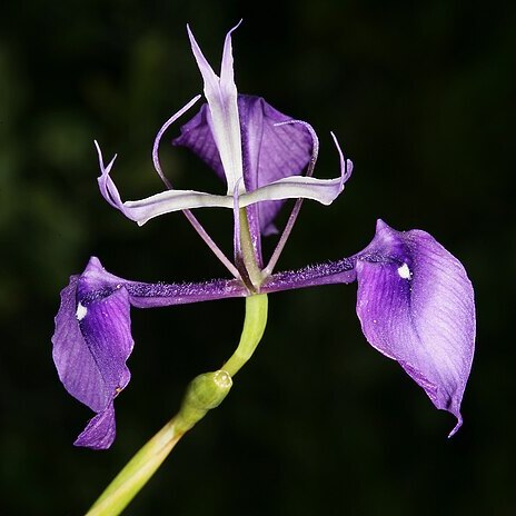 Moraea regalis unspecified picture