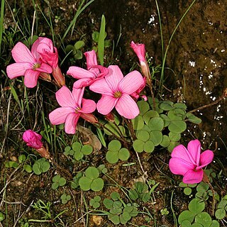 Oxalis nidulans unspecified picture