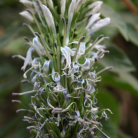 Lobelia columnaris unspecified picture