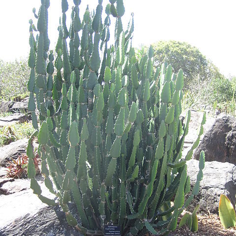 Euphorbia kamerunica unspecified picture