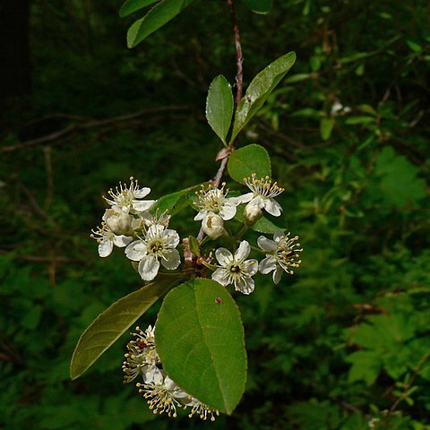 Prunus emarginata unspecified picture