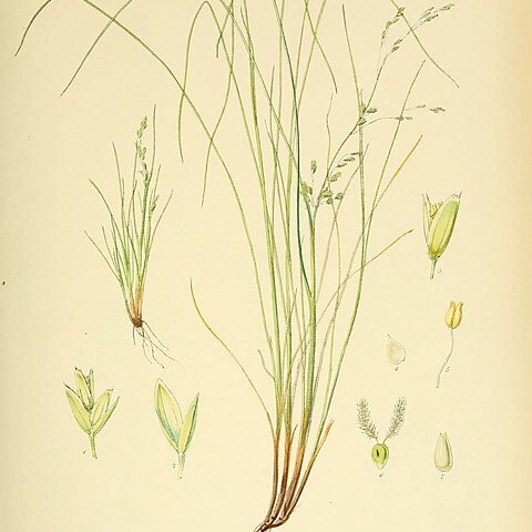 Deschampsia chapmanii unspecified picture