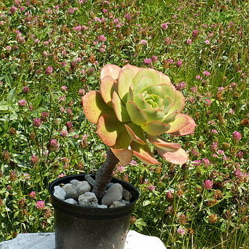 Aeonium hierrense unspecified picture