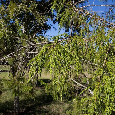 Juniperus saxicola unspecified picture