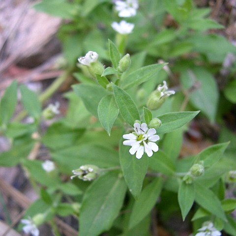 Silene menziesii unspecified picture