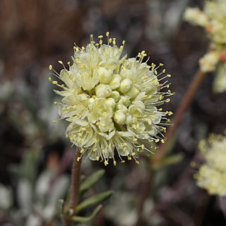 Eriogonum douglasii unspecified picture