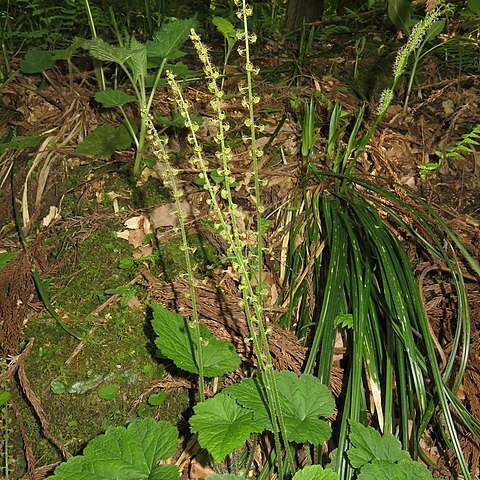 Mitella koshiensis unspecified picture