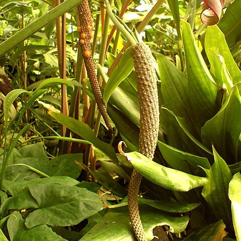 Anthurium andicola unspecified picture