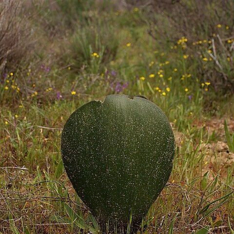 Haemanthus nortieri unspecified picture