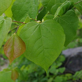 Cercis griffithii unspecified picture