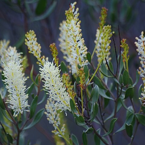 Grevillea integrifolia unspecified picture