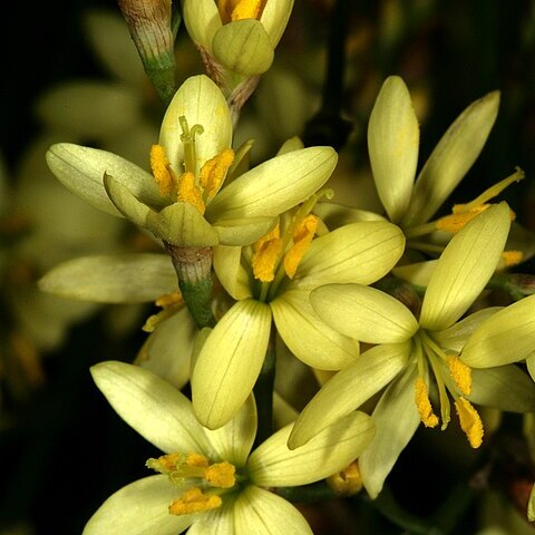 Geissorhiza imbricata subsp. bicolor unspecified picture