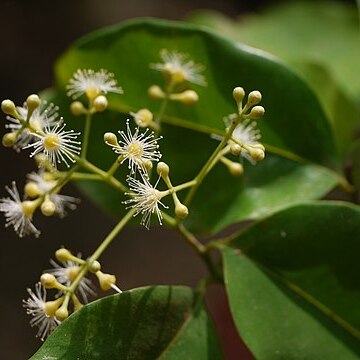 Syzygium gardneri unspecified picture