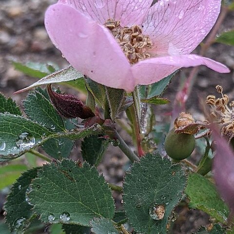 Rosa bridgesii unspecified picture