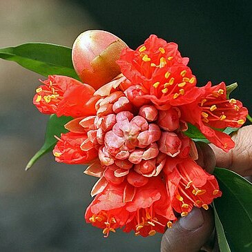 Brownea coccinea unspecified picture