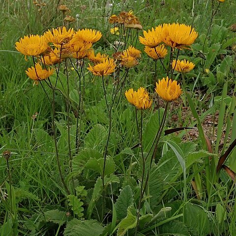 Berkheya setifera unspecified picture