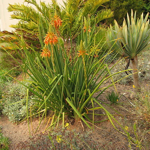 Aloe cooperi unspecified picture