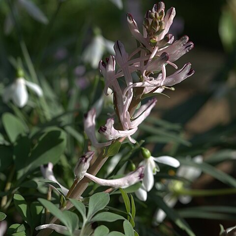 Corydalis schanginii unspecified picture