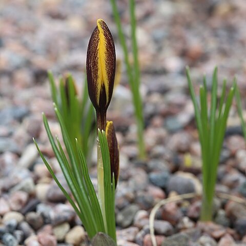 Crocus korolkowii unspecified picture