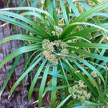 Cyperus unspecified picture