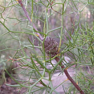 Petrophile sessilis unspecified picture