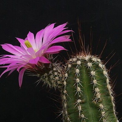 Echinocereus palmeri unspecified picture