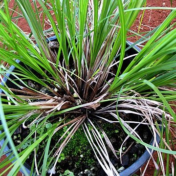 Carex meyenii unspecified picture