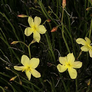 Menodora juncea unspecified picture