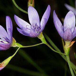 Geissorhiza ramosa unspecified picture