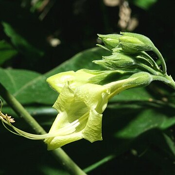 Ruellia malaca unspecified picture