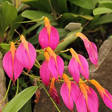 Masdevallia rosea unspecified picture