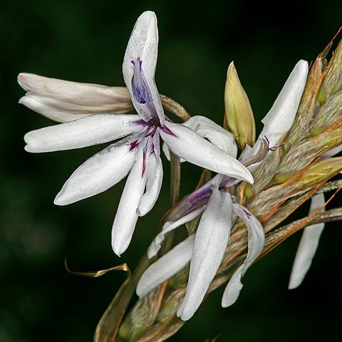 Babiana spathacea unspecified picture