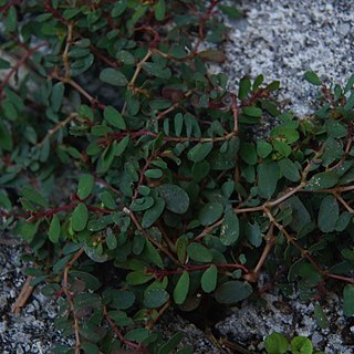 Euphorbia humifusa unspecified picture