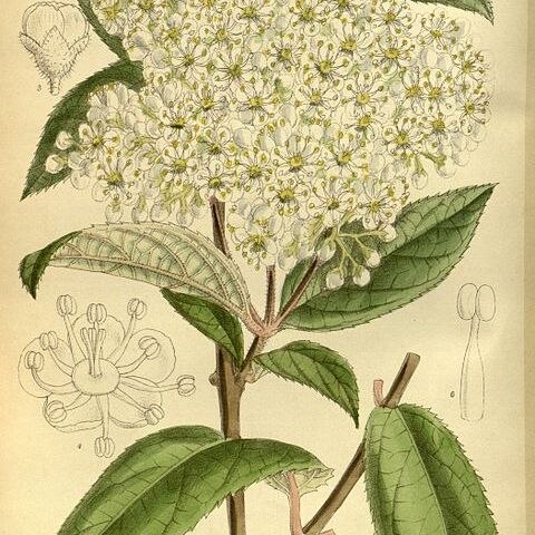 Deutzia mollis unspecified picture