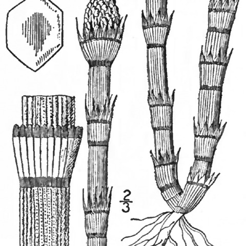 Equisetum robustum unspecified picture