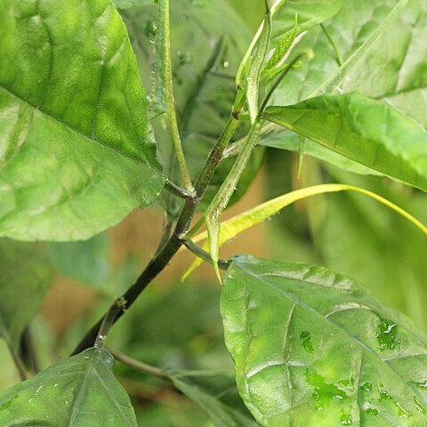 Dorstenia psilurus unspecified picture