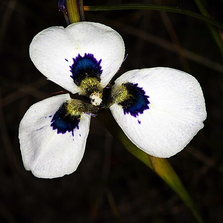 Moraea aristata unspecified picture