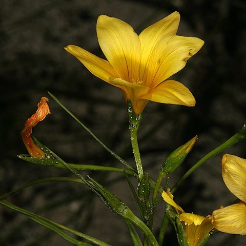 Romulea triflora unspecified picture