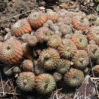 Frailea amerhauseri unspecified picture