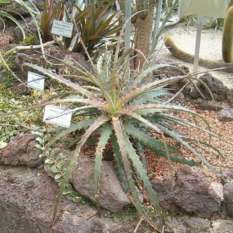 Hechtia caudata unspecified picture