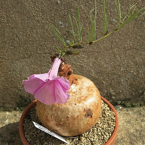 Ipomoea holubii unspecified picture