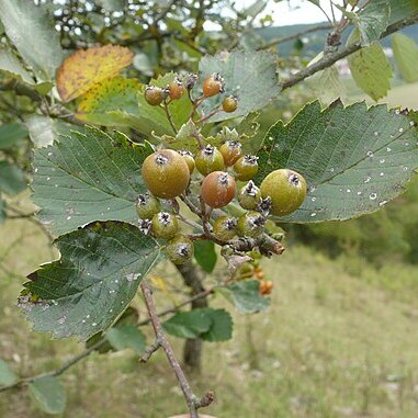 Karpatiosorbus eystettensis unspecified picture