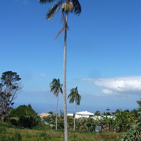 Acanthophoenix rousselii unspecified picture