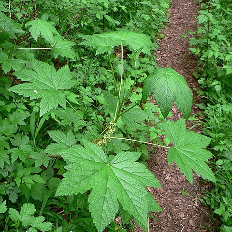 Ribes bracteosum unspecified picture