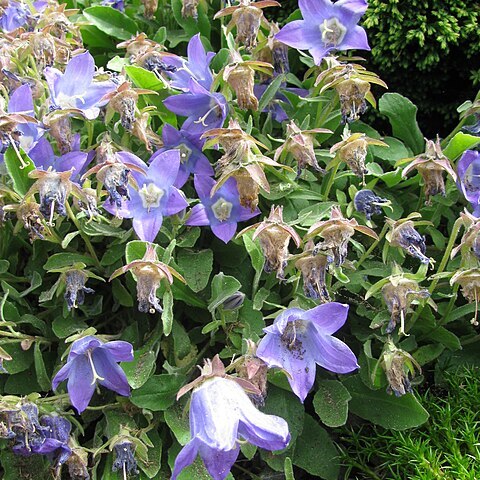 Campanula saxifraga subsp. aucheri unspecified picture