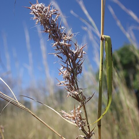 Cymbopogon giganteus unspecified picture