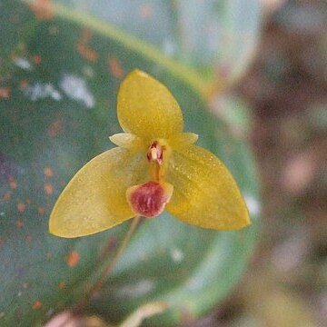 Bulbophyllum dryas unspecified picture