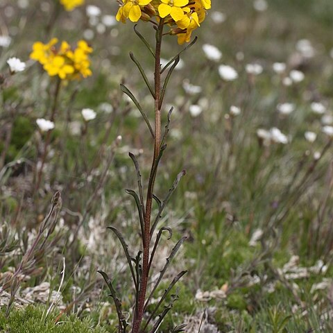 Erysimum arenicola unspecified picture